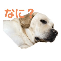 [LINEスタンプ] ヴィヴィラヴスタンプ①
