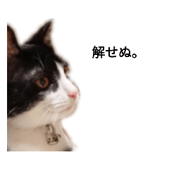 [LINEスタンプ] 八丸スタンプ