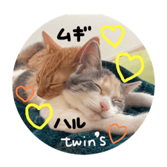 [LINEスタンプ] 茶トラくんと三毛猫ちゃん♡保護猫兄妹