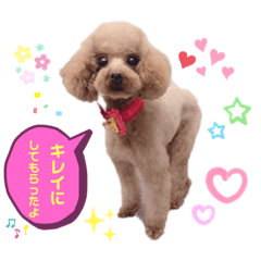 [LINEスタンプ] コハクと過ごすスタンプ