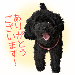 [LINEスタンプ] トイプードル・メイの日常