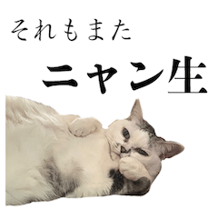 [LINEスタンプ] ぱちぱちぱちこ2