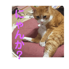 [LINEスタンプ] にゃんこ つぶやきまくり