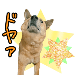 [LINEスタンプ] 雑種犬のトムの画像（メイン）