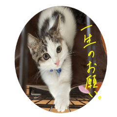 [LINEスタンプ] ジルの日常スタンプ