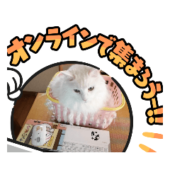 [LINEスタンプ] 我が家の猫③