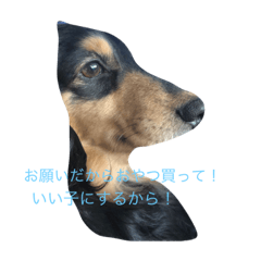 [LINEスタンプ] うちのチョコっぴ