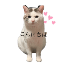 [LINEスタンプ] neco nyanko