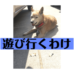 [LINEスタンプ] 愛犬花12