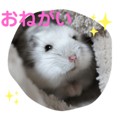 [LINEスタンプ] めめちゃん②