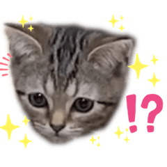 [LINEスタンプ] ひま ニャン語