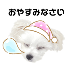 [LINEスタンプ] てぃーちゃんの毎日スタンプ
