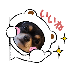 [LINEスタンプ] チワワ 葵ちゃん