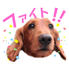 [LINEスタンプ] れもんスタンプ①