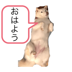 [LINEスタンプ] 柴犬とダックスフンド