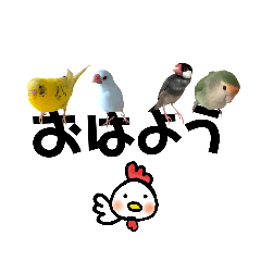 [LINEスタンプ] 小鳥好きの スタンプ 2