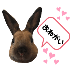 [LINEスタンプ] ラビィと愉快な仲間達