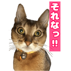 [LINEスタンプ] ベスの毎日 デカ文字オノマトペ