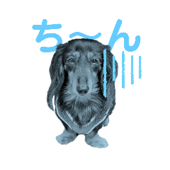 [LINEスタンプ] ミニチュアダックスの気ままなランチ⑩