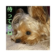 [LINEスタンプ] dog character