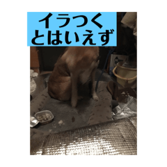 [LINEスタンプ] 愛犬花13