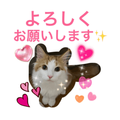 [LINEスタンプ] ノルウェージャンとマンチカン♡可愛い猫達の画像（メイン）