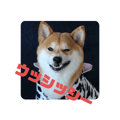 [LINEスタンプ] 柴犬龍のスタンプ4