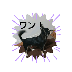 [LINEスタンプ] 犬のチョコくん✨