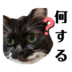 [LINEスタンプ] わがやの保護猫と犬のスタンプ3