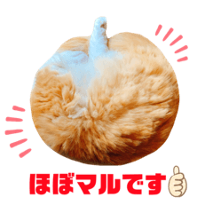 [LINEスタンプ] ほぼマル猫