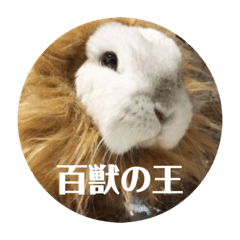 [LINEスタンプ] うさぎ4姉妹