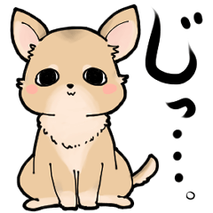 [LINEスタンプ] チワワの恋白ちゃん