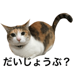 [LINEスタンプ] 三毛猫ジャムの写真 まとめ