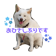 [LINEスタンプ] 白柴ゆきのスタンプの画像（メイン）