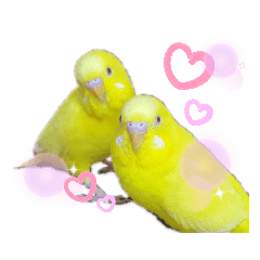 [LINEスタンプ] セキセイインコぴっぴとぽっぽ②