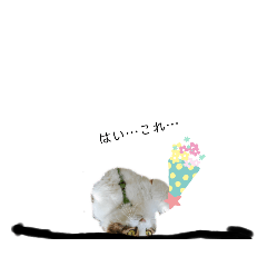 [LINEスタンプ] ［猫好き必見！！ ］ネコネコスタンプ