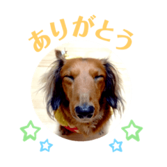 [LINEスタンプ] ミニチュアダックス レオくんのスタンプ
