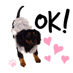 [LINEスタンプ] ダックスのクロエちゃん♡