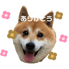 [LINEスタンプ] 柴犬のらおん2