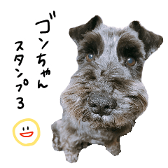 [LINEスタンプ] 黒シュナ ゴンちゃんスタンプ 3