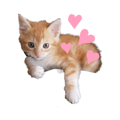 [LINEスタンプ] 子猫（こはく）スタンプ
