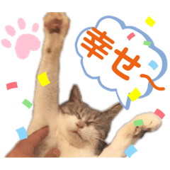 [LINEスタンプ] 【実写】白猫のハク☆マツコファミリー3