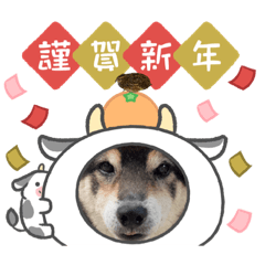 [LINEスタンプ] うちのオハナ第三弾 黒柴ときどきウズラ