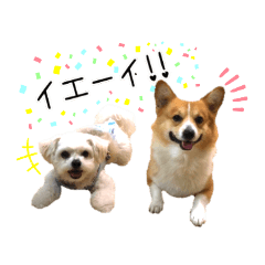 [LINEスタンプ] Happy Corgi〜ピース君の日常2〜