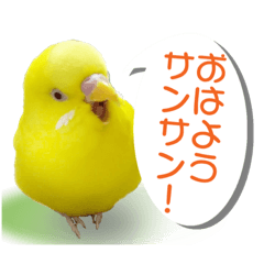 [LINEスタンプ] セキセイインコのユッキー
