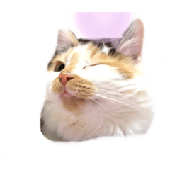 [LINEスタンプ] にゃんneko（╹◡╹）♡
