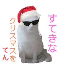 [LINEスタンプ] 愛されニャンズ 2