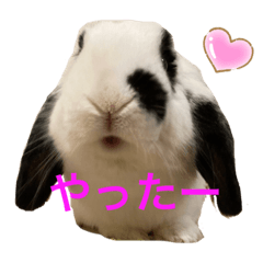 [LINEスタンプ] パンダうさぎのおもちくん