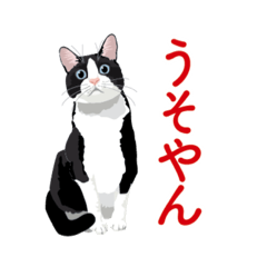 [LINEスタンプ] 関西弁を喋るハチワレ猫の画像（メイン）