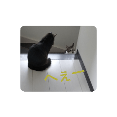 [LINEスタンプ] 猫の日常part2